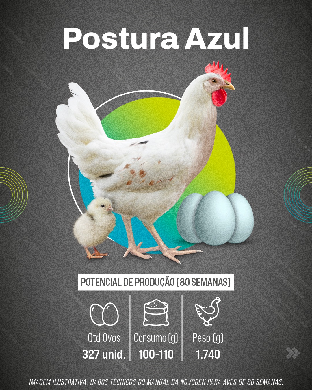 Linhagem Postura Azul da Globoaves