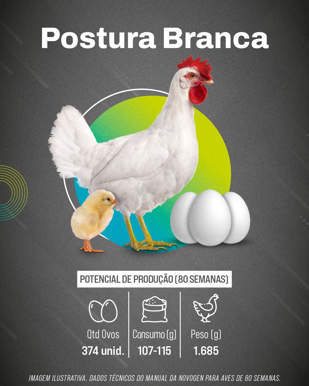 Linhagem Postura Branca da Globoaves