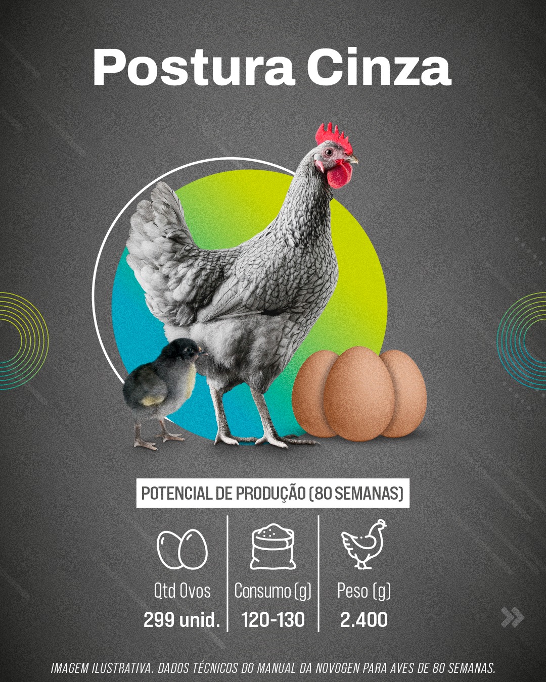 Linhagem Postura Cinza da Globoaves