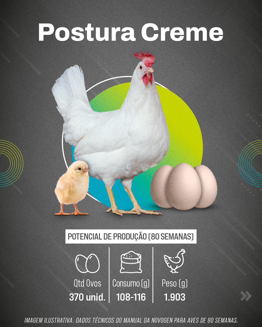 Linhagem Postura Creme da Globoaves