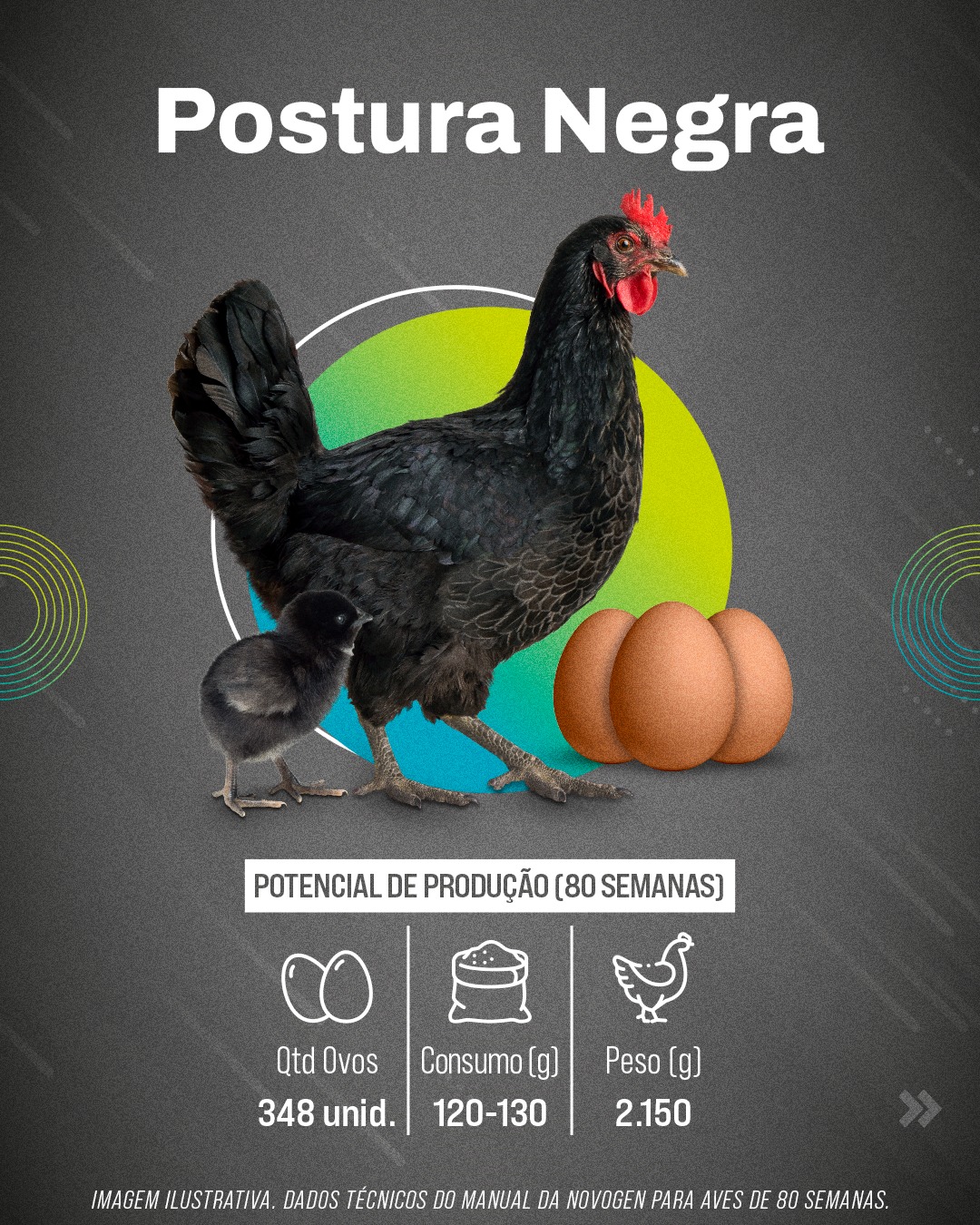 Linhagem Postura Negra da Globoaves