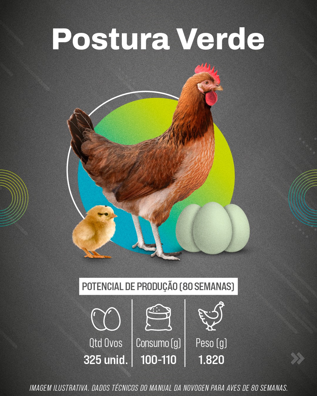 Linhagem Postura Verde da Globoaves