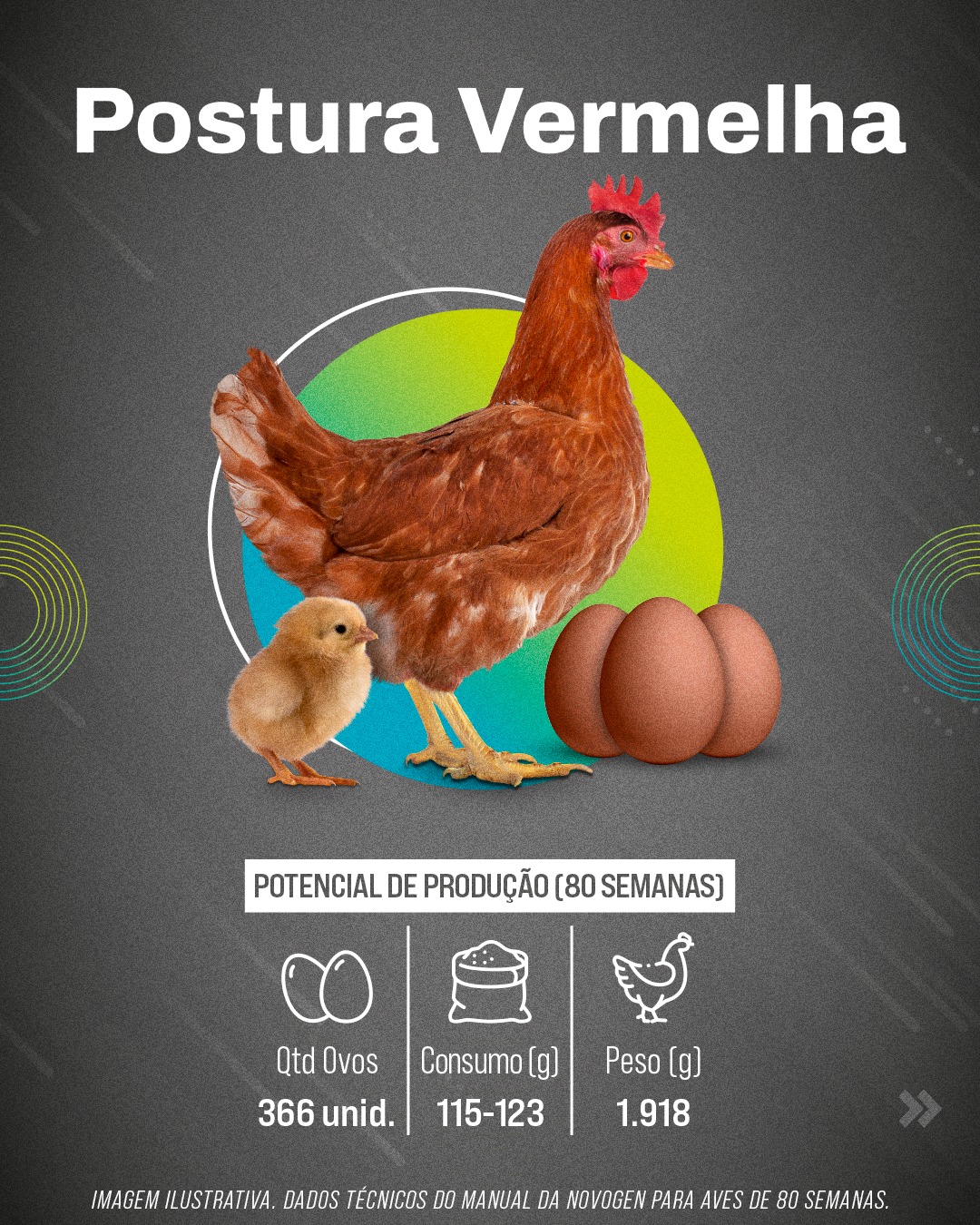 Linhagem Postura Vermelha da Globoaves