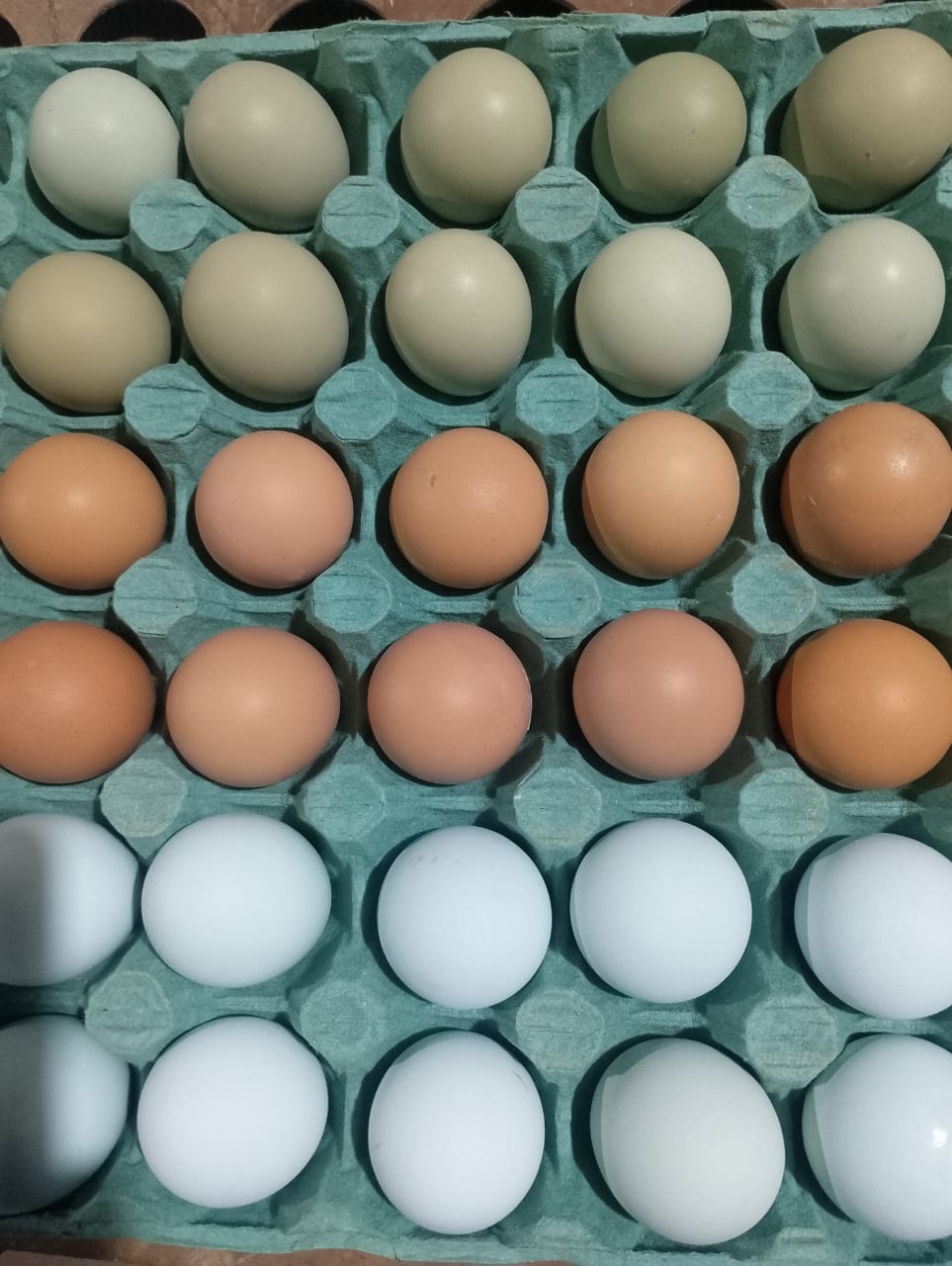 Ovos de diferentes cores dispostos em fileiras